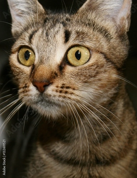 Fototapeta BROWN TABBY CAT