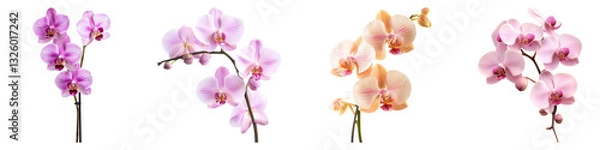 Fototapeta Phalaenopsis orchid flowers isolated on transparent background, PNG, Set of
