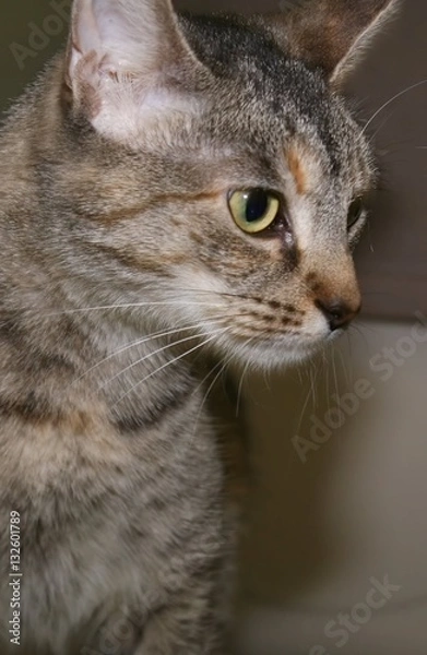 Fototapeta BROWN TABBY CAT