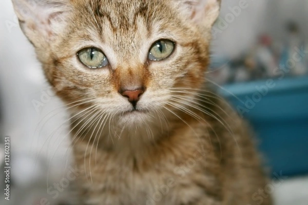 Fototapeta TABBY KITTEN