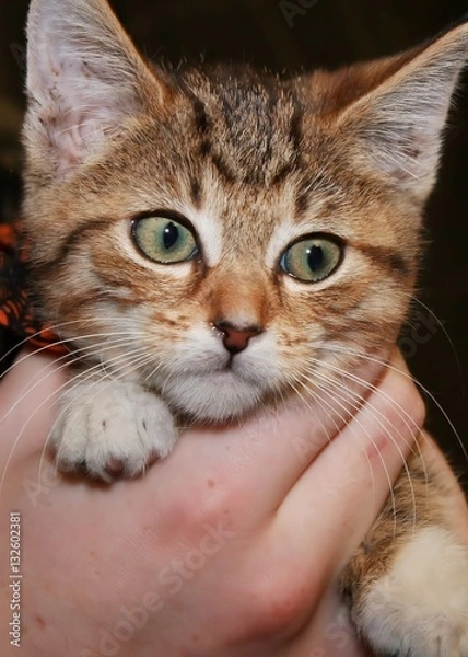 Fototapeta TABBY KITTEN