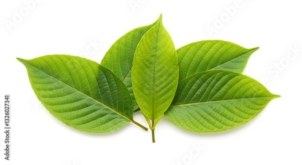 Obraz Kratom leaf or Mitragyna specios in white isolated background