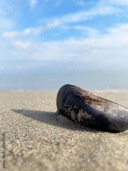 Fototapeta An oblong brown mussel shell sticks out of fine clean beige sand against a blue calm sea and a blue sky with large white clouds, close-up. Sunny autumn day. The shell casts a shadow on the sand.