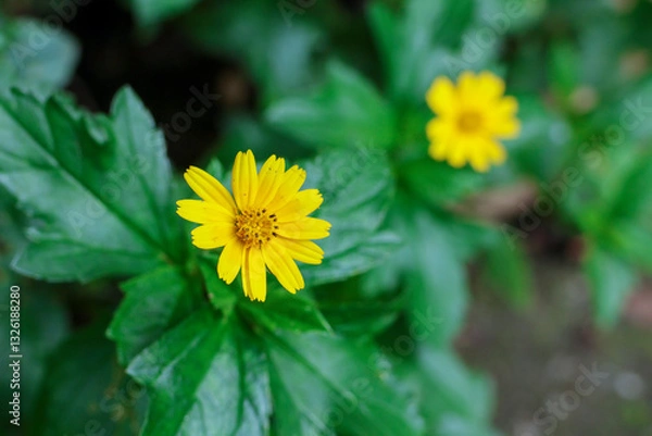 Fototapeta Selective focus Little Yellow Star Yellow flowers on a green background with space for