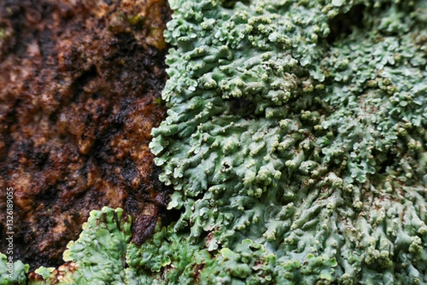 Fototapeta Selective focus Diploicia canescens - A Lichen growing on moist rocks and moss in a lush rainforest in Thailand, with a natural texture background.