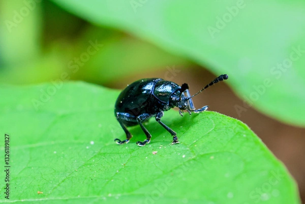 Fototapeta Close-up Blue Calotropis Beetle (Chrysochus pulcher) on green leaves in the forest during the rainy season. Green nature background.