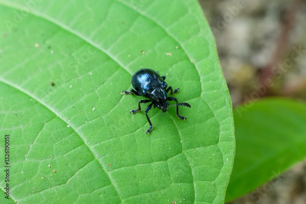 Fototapeta Close-up Blue Calotropis Beetle (Chrysochus pulcher) on green leaves in the forest during the rainy season. Green nature background.