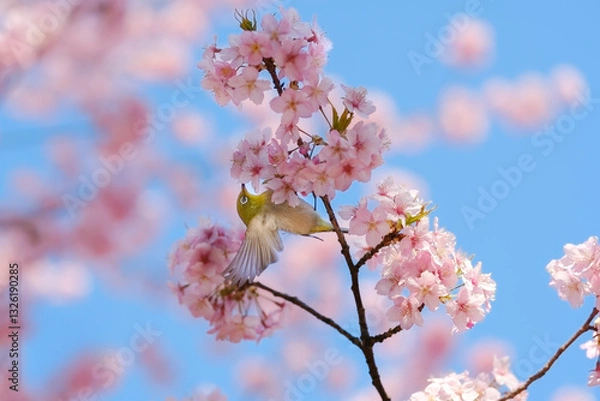 Fototapeta 桜の花と野鳥のメジロ