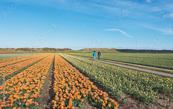 Fototapeta Flowering Zijpe is an organized walk through the flowering field