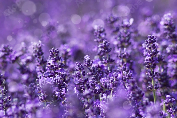 Obraz Lawendowe kwiaty