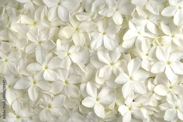 Fototapeta Closeup White Flower Petals Background Texture