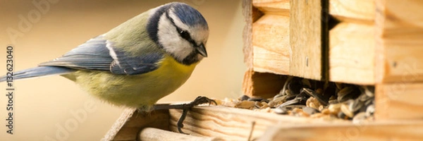 Obraz Baner modraszki