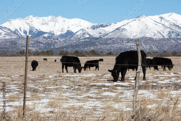 Fototapeta Cattle grazing behind a barbed wire fence in wintertime Colorado