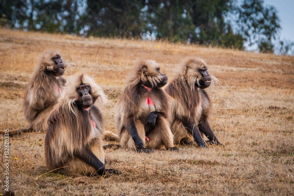 Fototapeta Small group of Gelada monkeys in Simien plateau, Ethiopia