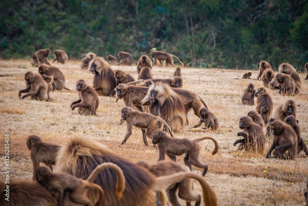 Fototapeta Group of Gelada monkeys in Simien plateau, Ethiopia