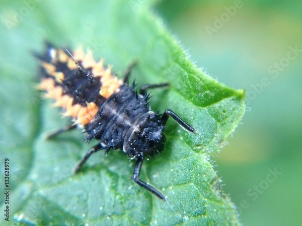 Fototapeta Larwę biedronki