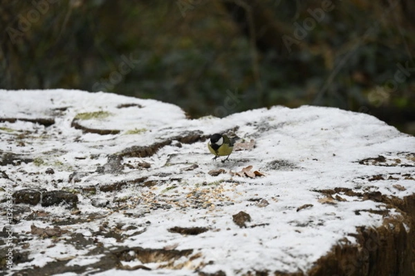 Obraz petit oiseau dans la neige