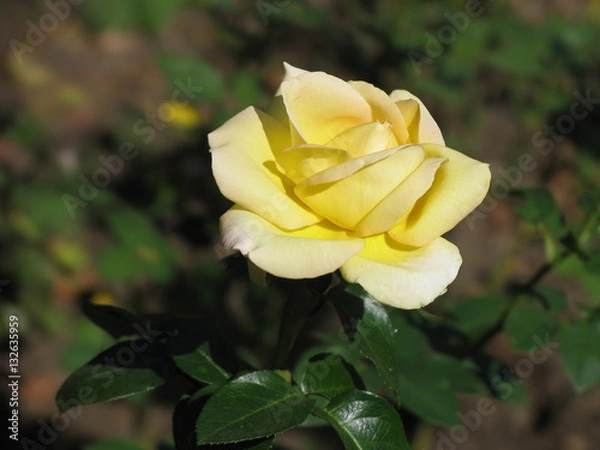 Fototapeta Beautiful single yellow rose blossom in summer sunlight