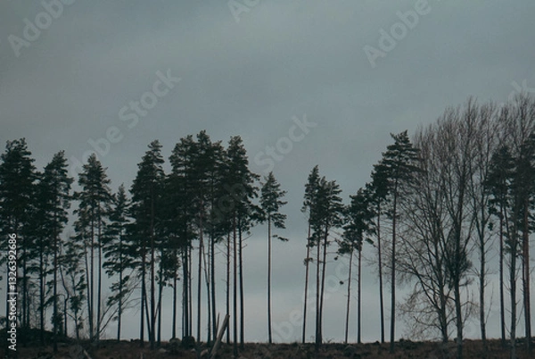 Obraz Low angle of trees against cloudy sky