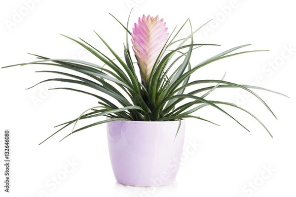 Obraz Tillandsia Cyanea in pot isolated on white background
