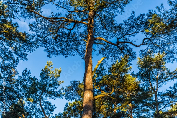 Fototapeta Kiefernwald auf rügen