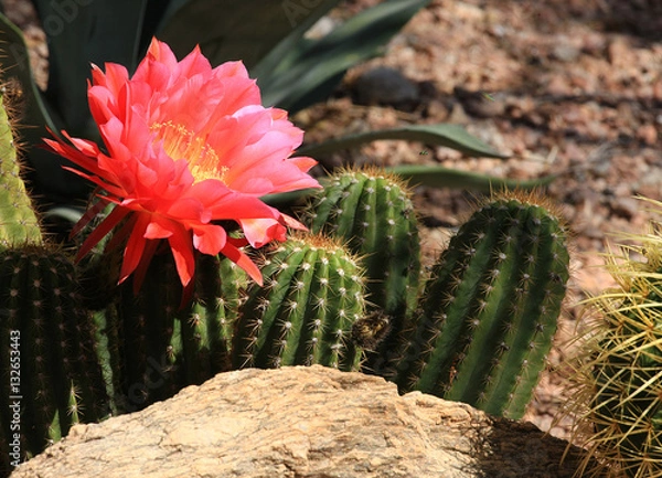 Obraz Cactus Flower