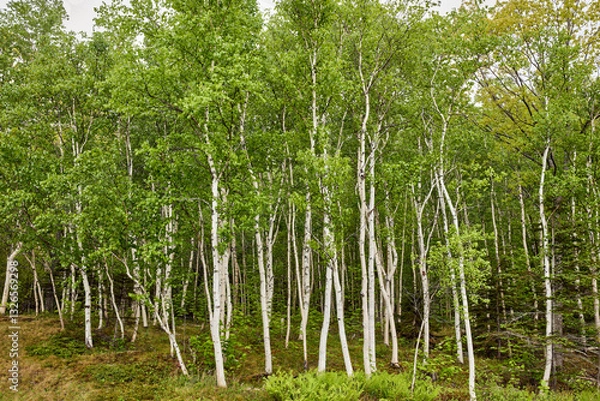 Obraz Birch trees cluster with green leaves