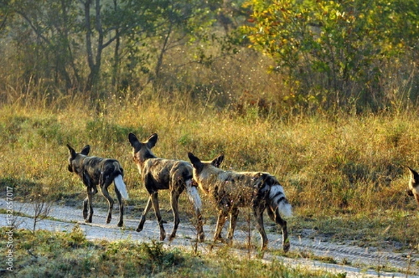 Obraz African Wild Dogs