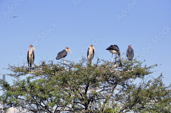 Obraz Storks and Vultures in Tree