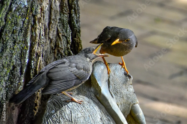 Obraz Olive Thrush Feeding