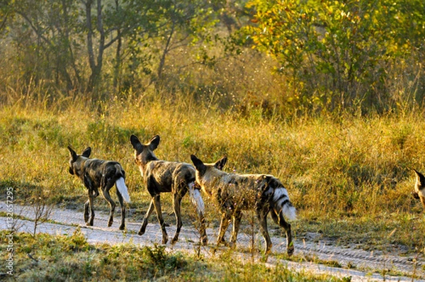 Obraz African Wild Dogs