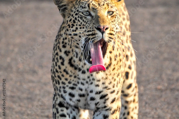 Obraz Leopard yawning closeup
