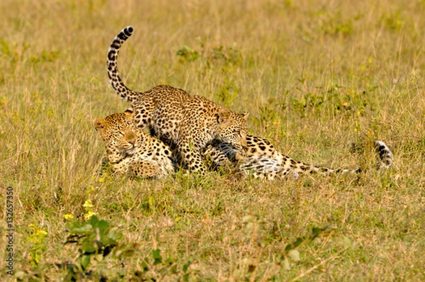 Obraz Leopards at Play