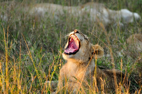 Obraz Lion Cub Roaring