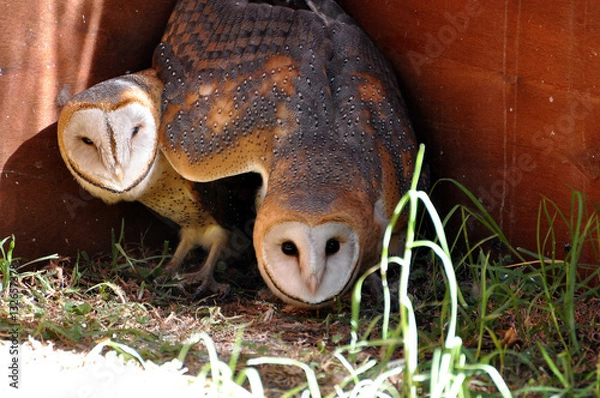 Obraz Barn Owls