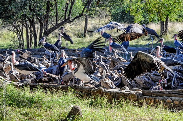Obraz Vultures Feeding