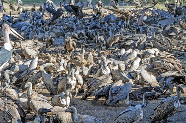 Obraz Vulture Kitchen