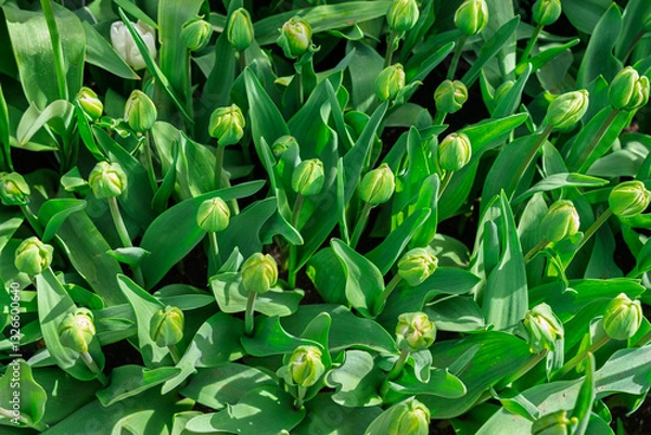Fototapeta Photo of tulip buds planted in a garden