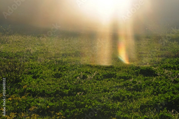 Fototapeta glorious rays of sunlight on green grass sunny day abstract
