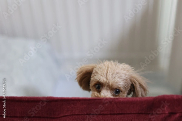 Fototapeta ケージから出して欲しいと思っているトイ・プードル
