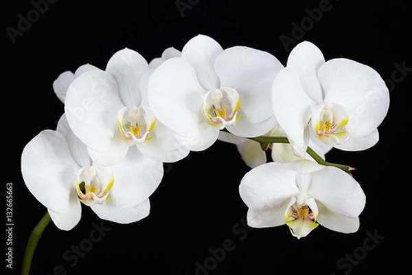 Obraz The branch of white orchid on a black background