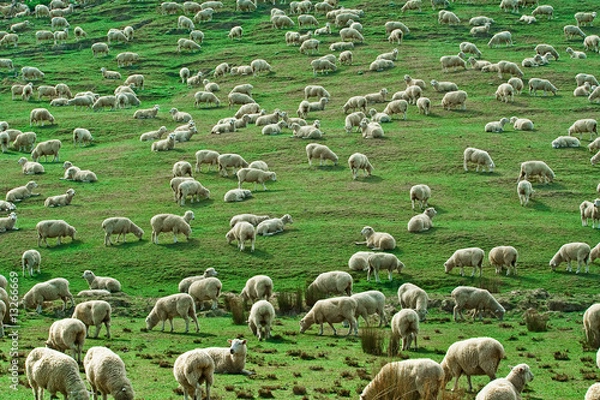 Obraz Schafherde