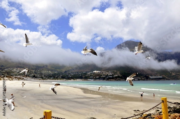Obraz Seagulls over Houtbay