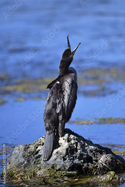 Fototapeta Great Cormorant (lat. Phalacrocorax carbo). A wonderful fisherman and diver, sits on a rock by the seashore with its head raised and beak open. Screams. Yawns.