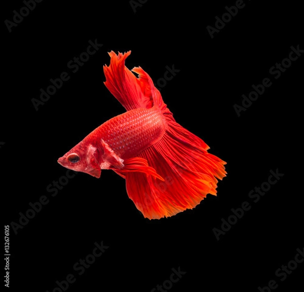 Fototapeta closeup red beautiful small siam betta fish with isolate backgro