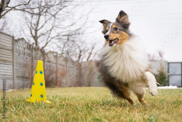 Fototapeta Cute tricolor sheltie dog is training obedience. Smart obedient shetland sheepdog is running around a cone