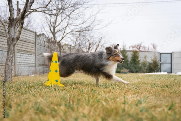 Fototapeta Cute tricolor sheltie dog is training obedience. Smart obedient shetland sheepdog is running around a cone