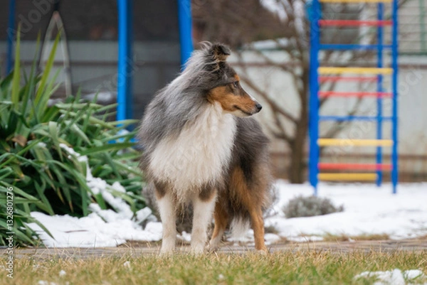 Fototapeta Cute tricolor sheltie dog on the playground background. Smart obedient shetland sheepdog