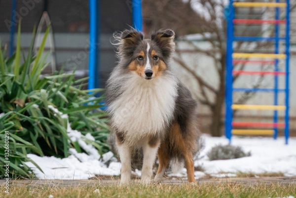 Fototapeta Cute tricolor sheltie dog on the playground background. Smart obedient shetland sheepdog