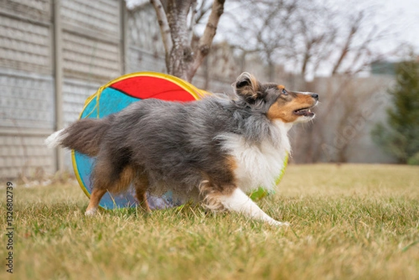 Fototapeta Cute active tricolor sheltie dog is training agility. Smart obedient shetland sheepdog is running through a tunnel